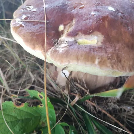 Feriehus Drewniany Daria I Tomek 2 Na 8 Osob Stronie Śląskie