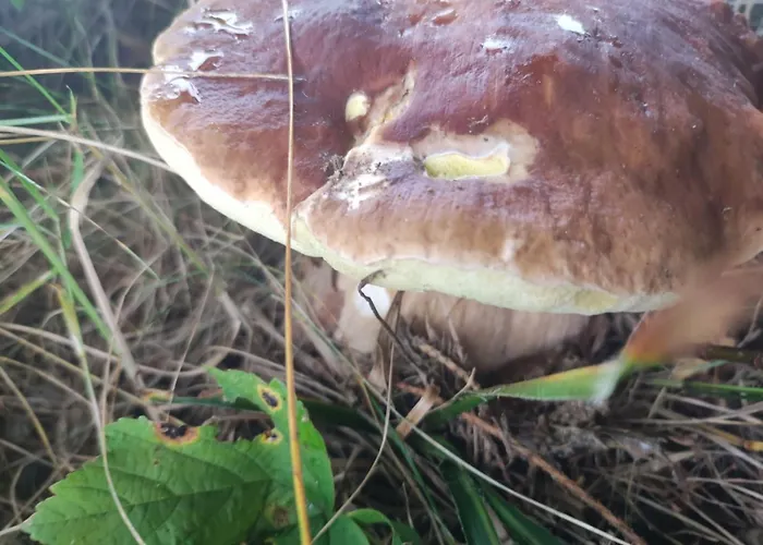 Hébergement de vacances Drewniany Daria I Tomek 2 Na 8 Osob Stronie Śląskie